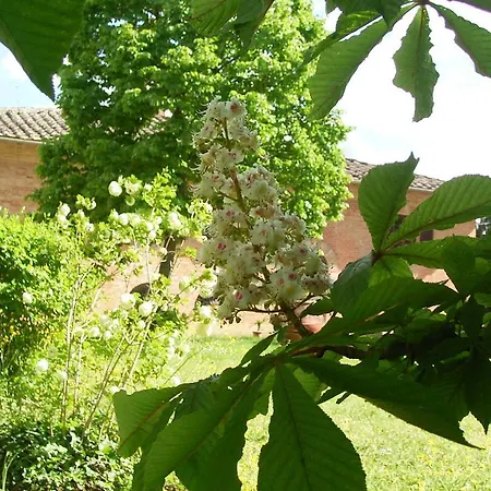 Siena Bio Private Pool * San Rocco a Pilli